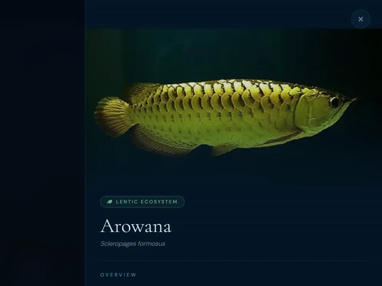 The specimen panel for the arowana, showing a photograph of the fish above its common name, the binomial name Scleropages formosus, and a status field reading Endangered